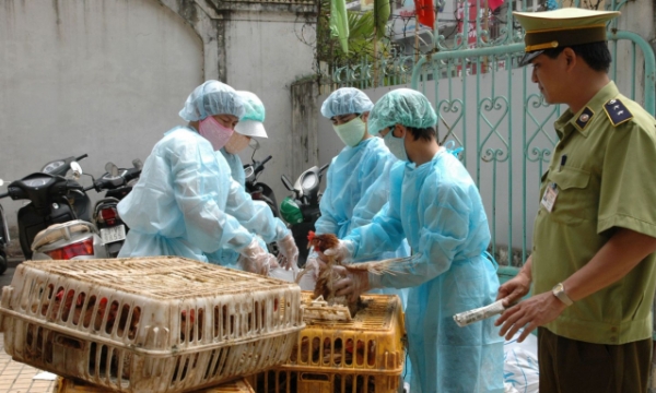 MARD proposed Quang Ninh to strictly punish illegal poultry imports