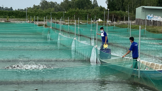 Selection and in-depth research on high economic value fish varieties