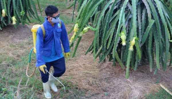 Management of mealybugs on dragon fruit trees as China gears up checking
