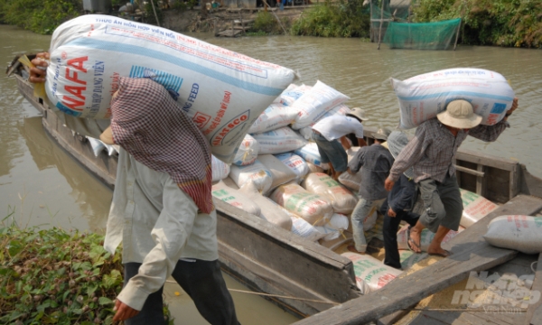 Summer-autumn rice consumption in Mekong Delta provinces facing lot of difficulties