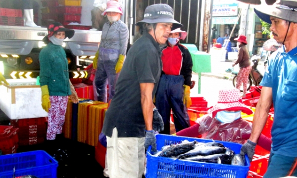 Fishermen enjoy bumper catch of skipjack tuna