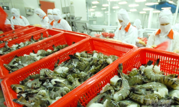 Shrimp supply chain at risk of disruption