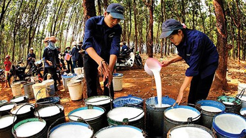 Full-year profit for Vietnam Rubber Group's declines