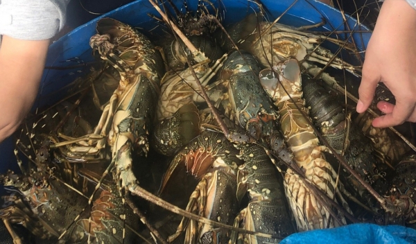 Proactive prevention against epidemic diseases in lobsters farming