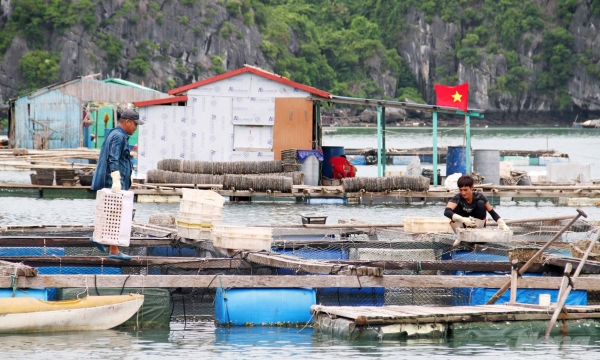 Over 6,000 tons of seafood in Cat Ba waiting for being ‘released’
