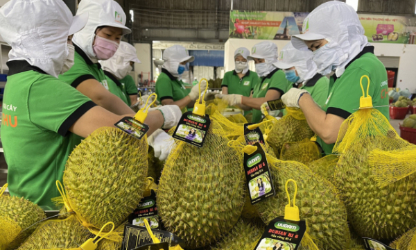 Vietnam’s durian sets on conquering demanding markets