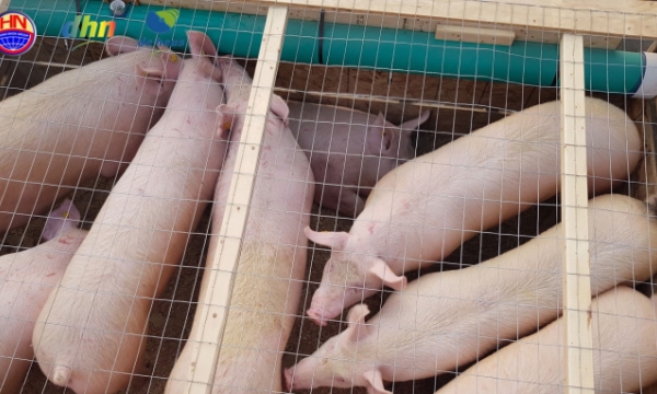 1,250 high-quality pigs transported from Canada to Vietnam