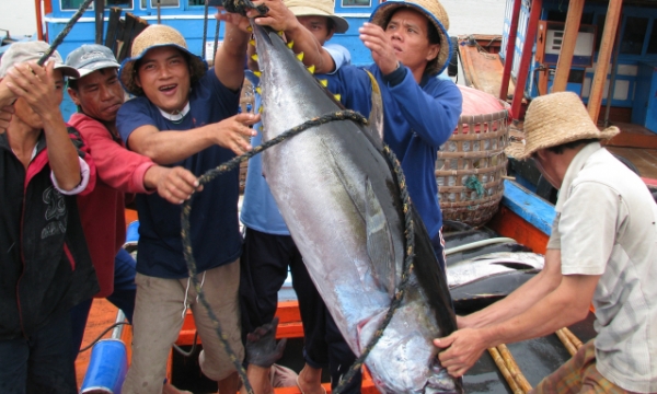 Tuna exports to China increase sharply