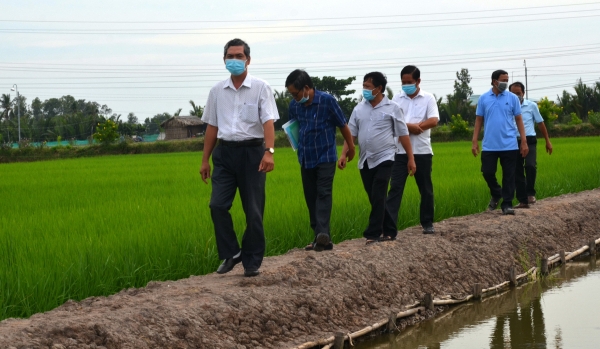 Developing collective mark for organic rice and paddy