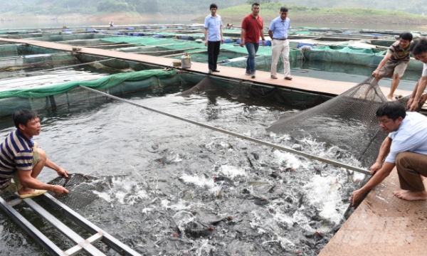 Caged fish farming at Tuyen Quang hydropower plant reservoir