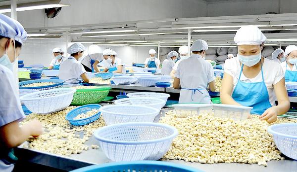 New processing technologies – a 'lever' for the cashew industry