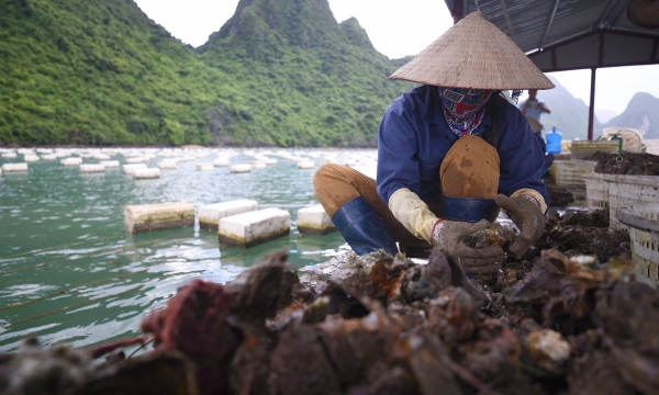 Quang Ninh overcomes difficulties in aquaculture consumption