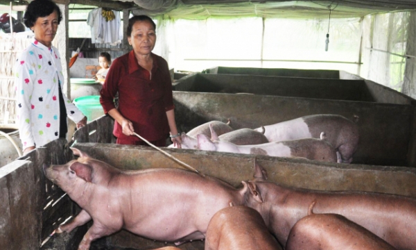 Mekong Delta breeders resume livestock production to meet year-end demand