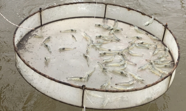 Fishery industry identified as key strength of Tra Vinh province
