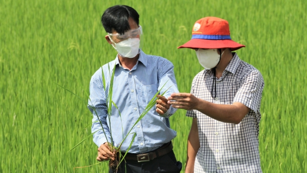 Mekong Delta: Growing organic rice in response to climate change