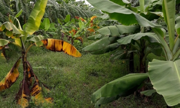 Banana wilt disease prevention and control