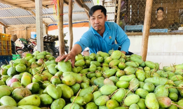 Elevating rice and mango value chains in six Mekong Delta provinces