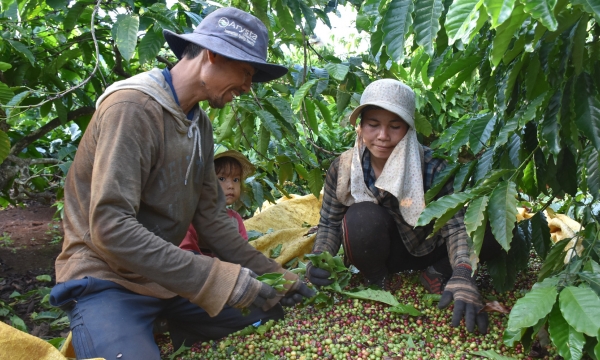 VnSAT promotes the value chain of sustainable coffee production