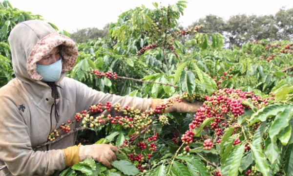 VnSAT project builds a sustainable coffee chain