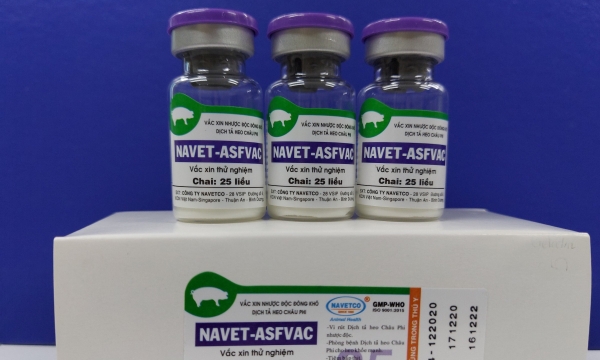NAVETCO researches to produce ASF vaccine in Vietnam