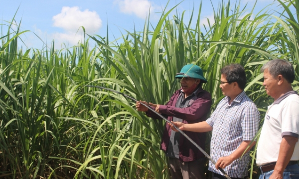 Reclaiming the position of sugar cane plant