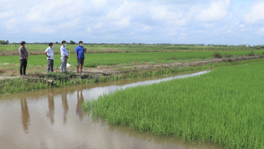 Purple rice in full bloom on saline-border-fresh water areas of Bac Lieu