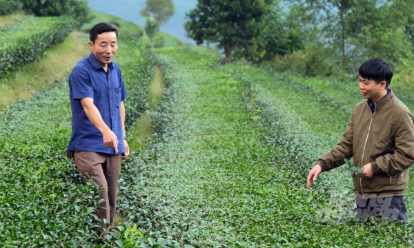A famous tea area rises up and shines in Lai Chau agricultural industry