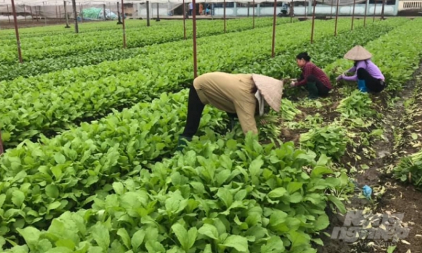 Thai Nguyen expects successful winter crop