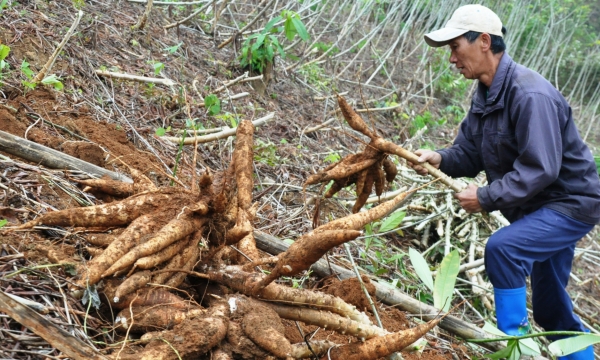 Should not expand cassava growing area