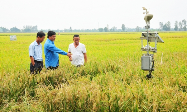 Growing rice with smartphone