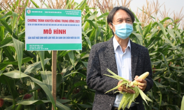Biomass maize variety VN172 thrives on 2-crop paddy fields