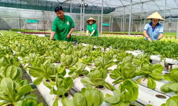 Vietnam takes lead in plant health approach