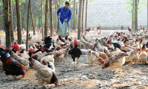 A new approach needed for humane farming