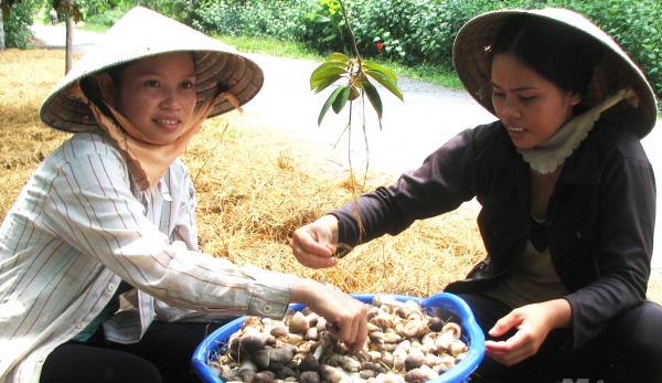 Straw mushrooms cultivation becomes more and more prosperous