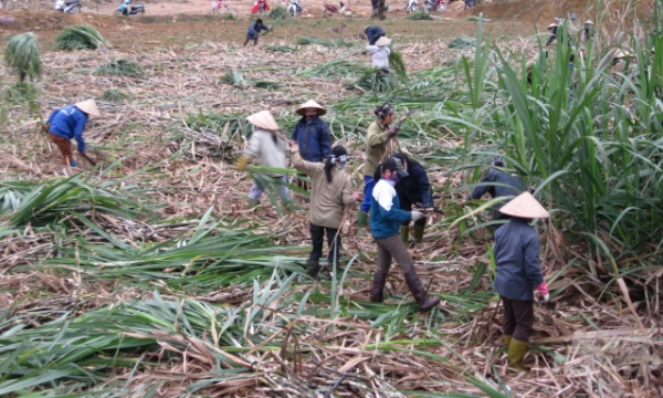 Hope for recovery for raw sugarcane areas