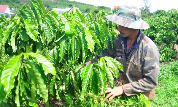 Coffee replanting, the effectiveness of the VnSAT credit fund