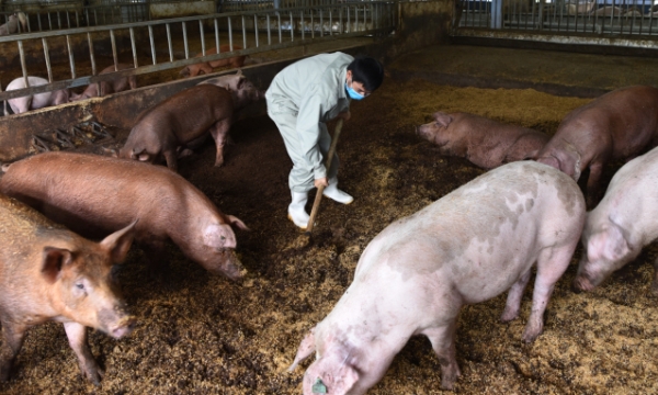 Microbiological products benefit livestock farming