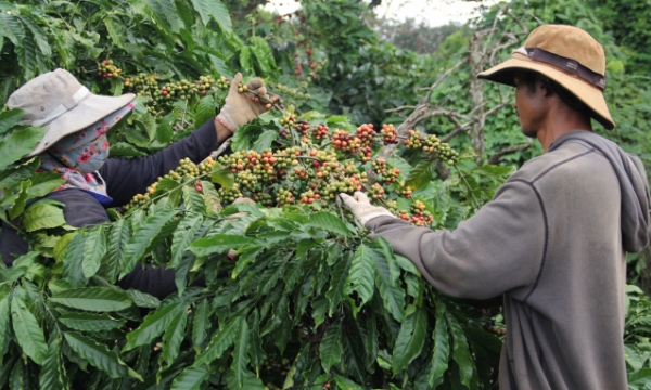 VnSAT project needs lots of fund to support cooperatives and coffee growers