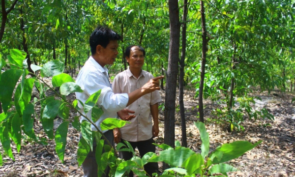 Forest economy revives the sandy region