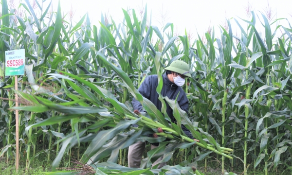 High-yielding SSC586 silage corn variety has great potential