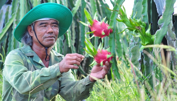 Launching large-scale forum connecting dragon fruit consumption on January 6