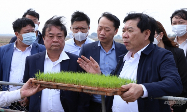 Suggestions of Minister of MARD Le Minh Hoan for the Red River Delta in producing rice