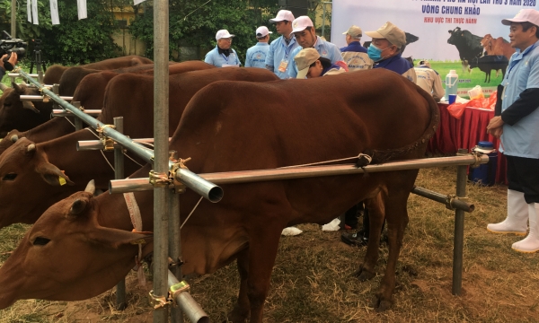 Potential and advantages of raising beef and dairy cattle of Hanoi