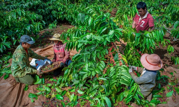 VnSAT contributes to Vietnam's coffee industry's transformation