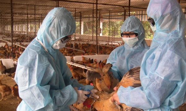 A number of localities reconsolidating animal health system