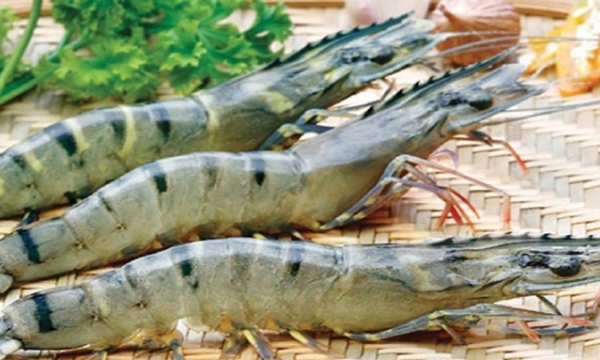 Increase in average shrimp price in 2022