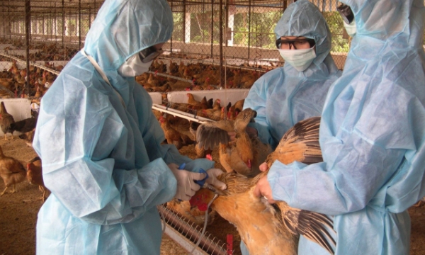 Veterinary medicine - a decisive factor in agriculture development
