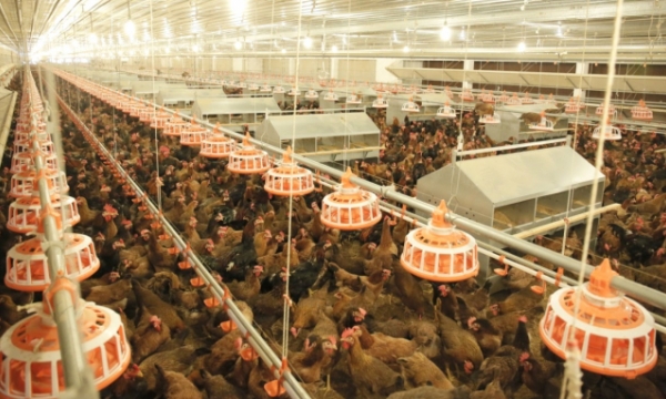 Poultry industry on road to recovery, breeding chicken market warm again
