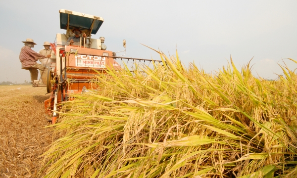 High production cost and low yield corrode the profit of winter-spring rice crop