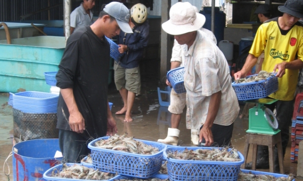 Exports of shrimp in 2022 may face several challenges